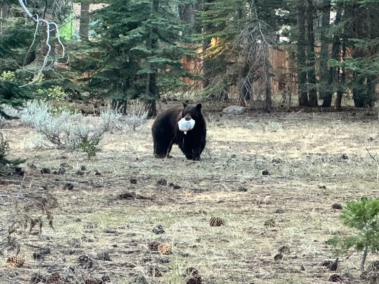 Our trash company delivered new trash bins to every home this summer. We’re told they’re bear-proof, but...