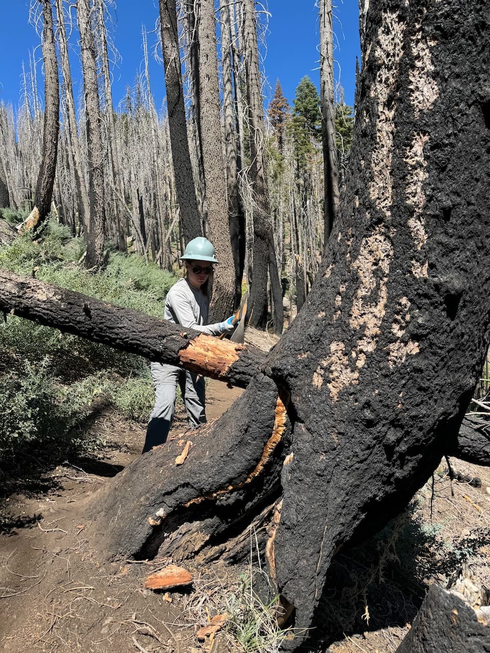My favorite part of removing blowdowns from the PCT is removing the bark